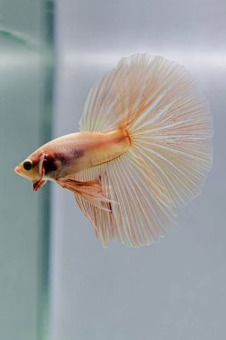 Beta balığı Fancy Pembe yarım ay Tayland 'dan gelen uzun kuyruklu Siyam savaşan balıkları Gri Arkaplan' da izole edilmiş.