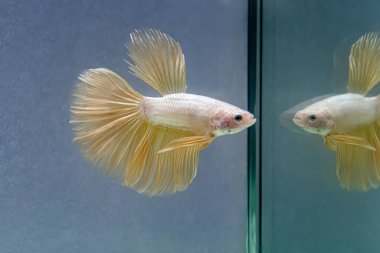 Beta balığı Fancy Gold Halfmoon Tayland 'dan uzun kuyruklar, Gri Arka plan' da izole edilmiş Siyam dövüş balığı.