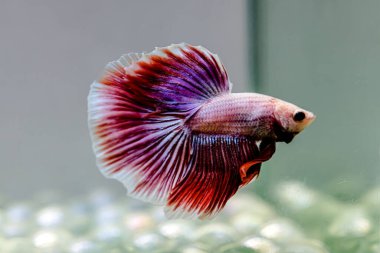 Beta balığı Fancy Purple Halfmoon Tayland 'dan gelen uzun kuyruklu Siyam savaşçısı balıklar Gri Arka planda izole edilmiş.