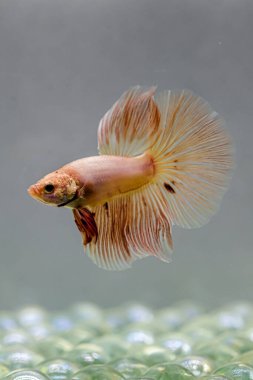 Beta balığı Fancy pembe veya turuncu vanda Halfmoon Tayland 'dan, Siyam dövüş balığı Gri Arkaplan' da izole.