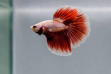 Beta balığı Fancy Pembe Lavanta. Tayland 'dan uzun kuyruklar. Gri arka planda izole edilmiş Siyam dövüş balığı..