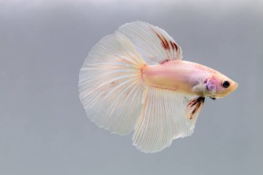 Beta balığı Fancy beyaz pembe Halfmoon Tayland 'dan uzun kuyruklar, Gri Arkaplan' da izole edilmiş Siyam dövüş balığı.