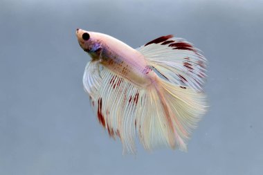 Beta balığı Fancy beyaz pembe Halfmoon Tayland 'dan uzun kuyruklar, Gri Arkaplan' da izole edilmiş Siyam dövüş balığı.