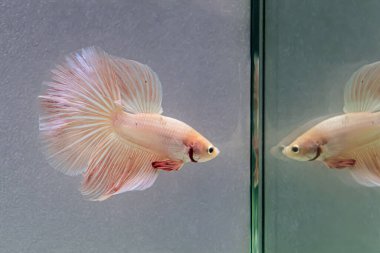 Beta balığı Fancy Pembe yarım ay Tayland 'dan gelen uzun kuyruklu Siyam savaşan balıkları Gri Arkaplan' da izole edilmiş.