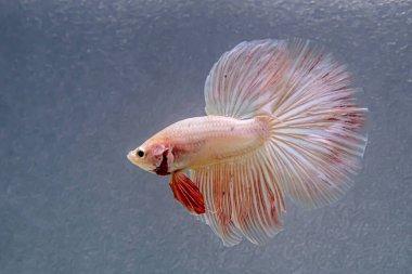 Beta balığı Fancy Pembe yarım ay Tayland 'dan gelen uzun kuyruklu Siyam savaşan balıkları Gri Arkaplan' da izole edilmiş.