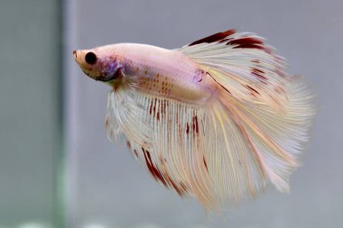Beta balığı Fancy beyaz pembe Halfmoon Tayland 'dan uzun kuyruklar, Gri Arkaplan' da izole edilmiş Siyam dövüş balığı.