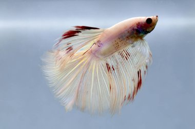 Beta balığı Fancy White Multicolor Tayland 'dan uzun kuyruklar, Gri Arkaplan' da izole edilmiş Siyam dövüş balığı.