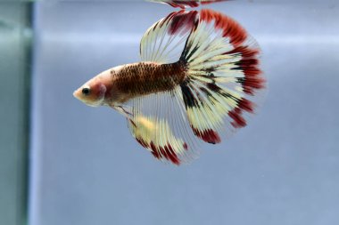 Beta balığı Fancy White Multicolor Tayland 'dan uzun kuyruklar, Gri Arkaplan' da izole edilmiş Siyam dövüş balığı.