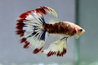 Beta balığı Fancy White Multicolor Tayland 'dan uzun kuyruklar, Gri Arkaplan' da izole edilmiş Siyam dövüş balığı.