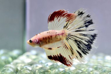 Beta balığı Fancy White Multicolor Tayland 'dan uzun kuyruklar, Gri Arkaplan' da izole edilmiş Siyam dövüş balığı.