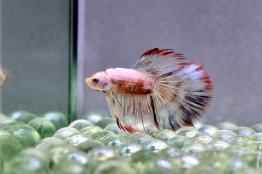 Beta balığı Fancy White Multicolor Tayland 'dan uzun kuyruklar, Gri Arkaplan' da izole edilmiş Siyam dövüş balığı.