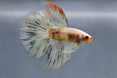Beta balığı Fancy White Multicolor Tayland 'dan uzun kuyruklar, Gri Arkaplan' da izole edilmiş Siyam dövüş balığı.