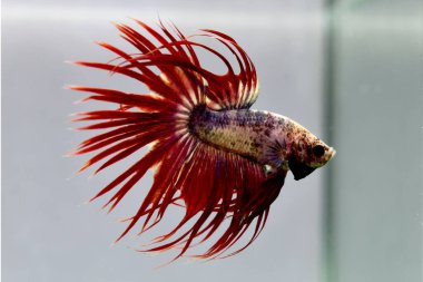 Beta balığı. Tayland 'dan Süslü Kırmızı Mavi Taç kuyruğu. Gri arka planda izole edilmiş Siyam dövüş balığı..