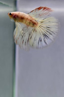 Beta balığı Fancy White Halfmoon Tayland 'dan uzun kuyruklar, Gri Arkaplanda izole edilmiş Siyam dövüş balığı.
