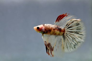 Beta balığı Fancy White Multicolor Tayland 'dan uzun kuyruklar, Gri Arkaplan' da izole edilmiş Siyam dövüş balığı.