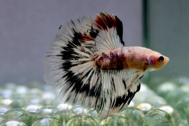 Beta balığı Fancy White Multicolor Tayland 'dan uzun kuyruklar, Gri Arkaplan' da izole edilmiş Siyam dövüş balığı.