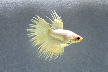 Beta balığı Tayland 'dan Süslü Altın Taç kuyruğu, Gri Arkaplanda izole edilmiş Siyam dövüş balığı.