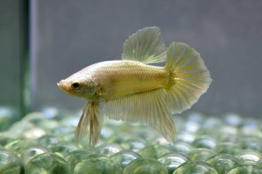 Beta balığı Fancy Gold Halfmoon Tayland 'dan gelen kısa kuyruklu Siyam dövüş balığı Gri Arka plan' da izole edilmiş.