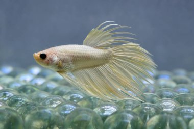 Beta balığı Tayland 'dan Süslü Altın Taç kuyruğu, Gri Arkaplanda izole edilmiş Siyam dövüş balığı.