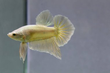 Beta balığı Fancy Gold Halfmoon Tayland 'dan gelen kısa kuyruklu Siyam dövüş balığı Gri Arka plan' da izole edilmiş.