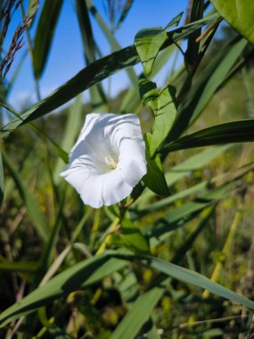 Beyaz yeşil çimen çiçek