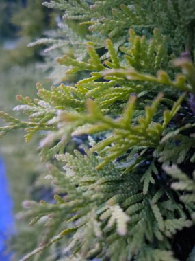 Yeşil çitin dalları