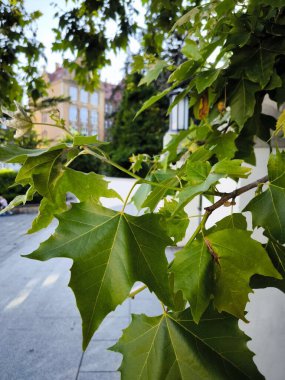 Akçaağaç yaprakları parkta