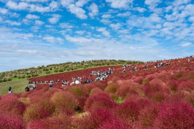 Ibaraki Eyaleti, Japonya - 20, 2019: Kalabalık Hitachi Sahil Parkı 'ndaki kırmızı kochia çalılarını görmek için Miharashi Tepesi' ne gidiyor. Kochia Karnavalı.