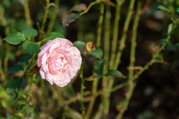 Zahradě Kvetou Barevné Růže Detailní Záběr Rozmazané Pozadí — Stock fotografie