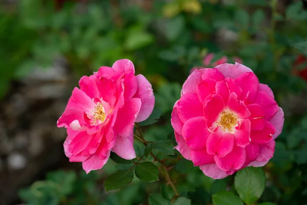 Kolorowe Róże Kwitnące Ogrodzie Strzał Bliska Rozmyte Tło — Zdjęcie stockowe