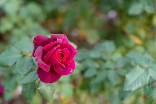 stock image Colorful Roses blooming in the garden. Close-up shot, blurred background