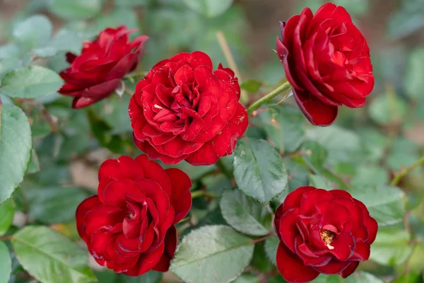 Roses Colorées Fleurissant Dans Jardin Gros Plan Fond Flou — Photo