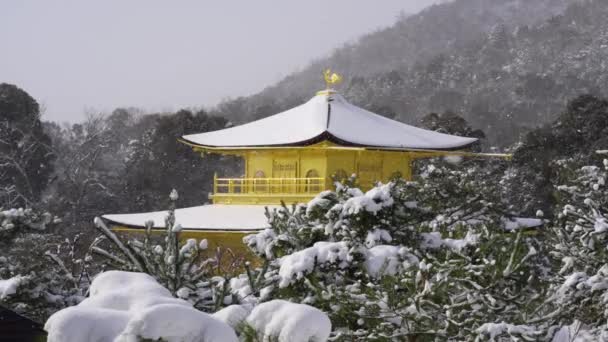 Snowy Kinkaku Temple Winter Famous Tourist Attraction Kyoto Japan Golden — Vídeo de Stock
