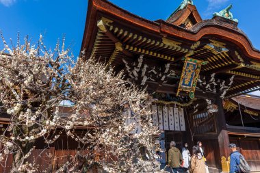 Kyoto, Japonya - 03 Mart 2023: Kitano Tenmangu Tapınağı Erik Çiçeği Festivali.