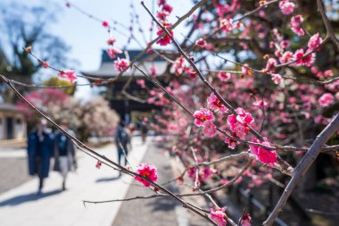 Kyoto, Japonya - 03 Mart 2023: Kitano Tenmangu Tapınağı Erik Çiçeği Festivali.