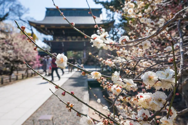 Kyoto, Japonya - 03 Mart 2023: Kitano Tenmangu Tapınağı Erik Çiçeği Festivali.