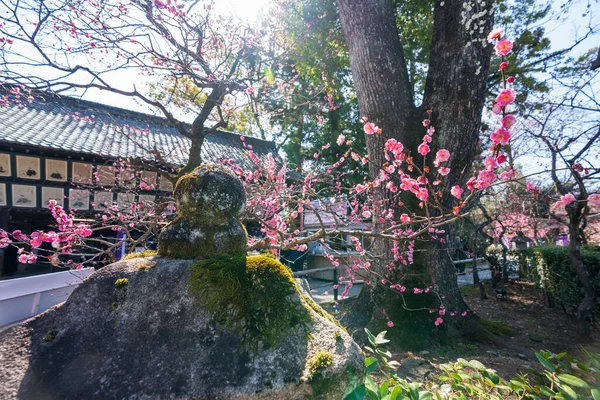 Kjóto Japonsko Březen 2023 Kitano Tenmangu Svatyně Květ Švestky Festival — Stock fotografie
