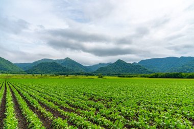 Şeker pancarı tarlası. Dağlar, gökyüzü ve arka planda beyaz bulutlar. Teshikaga, Hokkaido, Japonya