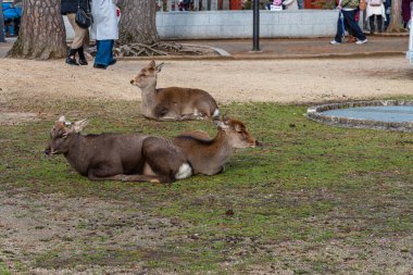 Geyik Kasuga Grand Shrine, Nara Park Bölgesi. Burada geyikler özgürce tapınaklarda ve parklarda dolaşıyorlar. Nara Bölgesi, Japonya