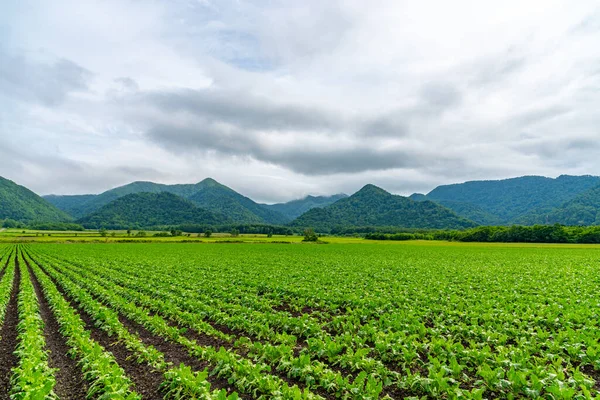 Sugar beet farmland field. Mountains, sky and white clouds on background. Teshikaga, Hokkaido, Japan