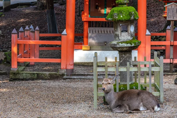Prefettura Nara Giappone Dec 2025 Cervo Nel Santuario Kasuga Nara — Foto Stock
