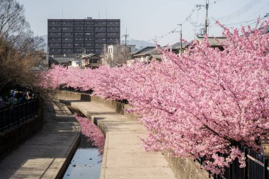 Kawazu, Kyoto 'daki Yodo Suiro Su Yolu' nda kiraz çiçekleri açıyor..