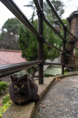 Onomichi şehrindeki Neko-no-Hosomichi Kedi Sokağı. Bu geleneksel Japon dar caddesinde birçok kedi bulunabilir. Hiroşima Bölgesi, Japonya