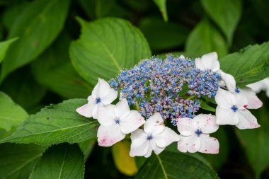 Yakın plan Hydrangea makrophylla çiçeği bahçede çiçek açıyor..