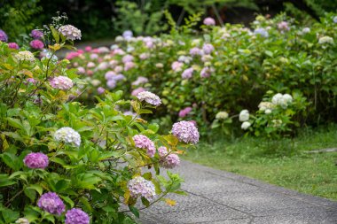 Ortanca macrophylla Çiçek açan çalılar ve bahçe yolunda çalılar.