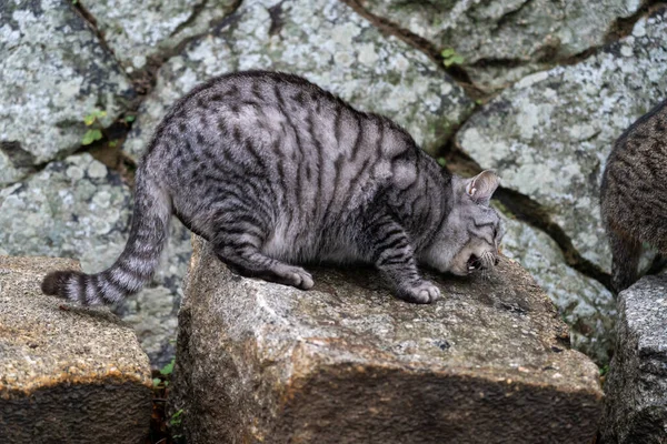 Yakından sevimli kedi vahşi doğada dinleniyor.