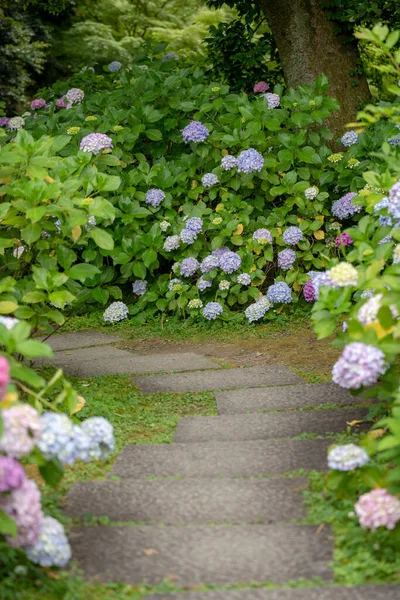 Hydrangea Macrophylla Flowering Shrubs Bushes Garden Path — Stock Photo, Image