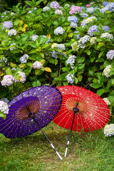 日本传统油纸遮阳伞和水草在花园里开花 灌木丛生 日本文化的概念 日本京都 — 图库照片