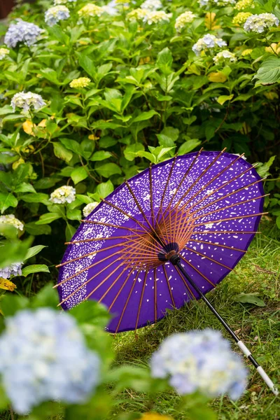 Japoński Tradycyjny Parasol Olejowy Hydrangea Makrofilla Kwitnące Krzewy Krzewy Ogrodzie — Zdjęcie stockowe