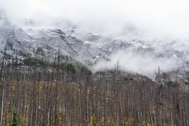 Kuru ağaçlar orman üstüne orman, arka planda sisli karlar dağ tepelerini kapladı..